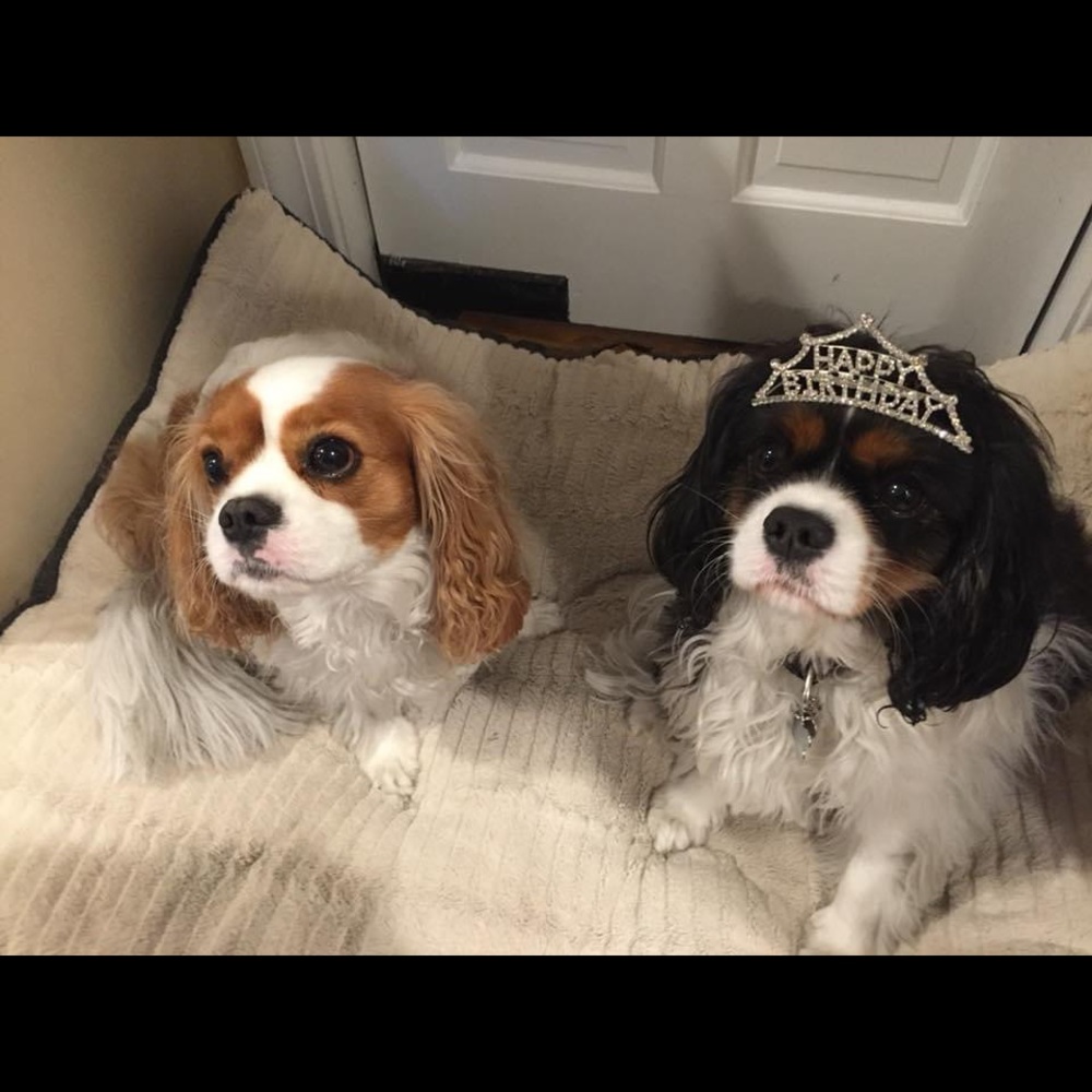 Meet your Posher, Susie